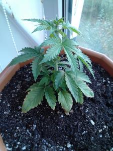 post-6281-0-06293600-1374152597_thumb.jp