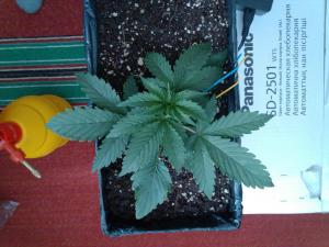 post-6281-0-40624300-1374152536_thumb.jp