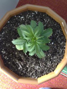 post-6281-0-44676500-1373809913_thumb.jp