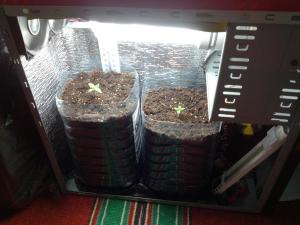 post-6281-0-49081100-1373986858_thumb.jp