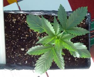 post-6281-0-71020400-1373986933_thumb.jp