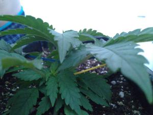 post-6281-0-81081400-1374152499_thumb.jp