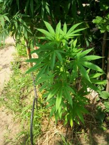 post-6967-0-27877300-1374326183_thumb.jp