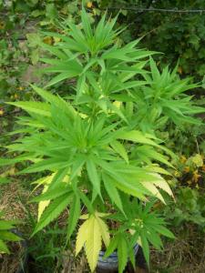 post-6967-0-41222900-1374326125_thumb.jp