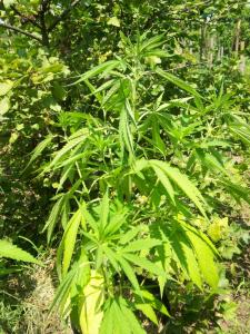 post-6967-0-76769200-1374005717_thumb.jp