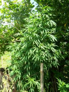 post-6967-0-90460000-1374005687_thumb.jp