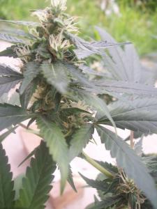 post-7488-0-27830800-1372874043_thumb.jp