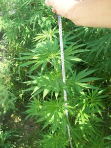 post-7488-0-29960700-1373092866_thumb.jp