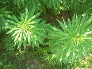 post-7488-0-95225600-1373092534_thumb.jp