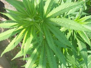 post-7488-0-97850600-1373096399_thumb.jp