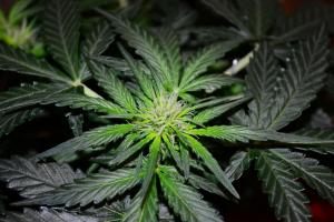 post-7852-0-41432100-1373145167_thumb.jp