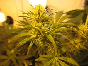 post-8684-0-97203300-1373171095_thumb.jp