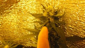 post-12583-0-76187800-1406365622_thumb.j