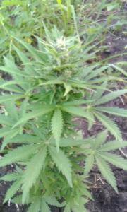 post-1438-0-49359500-1406568267_thumb.jp