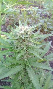 post-1438-0-94374700-1406568271_thumb.jp