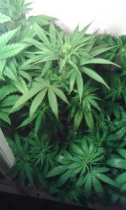 post-1438-0-97250700-1406456743_thumb.jp