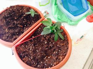 post-18950-0-71637800-1406720778_thumb.j