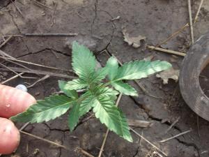 post-19646-0-05913300-1406452790_thumb.j