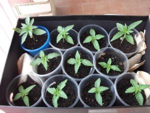 post-19646-0-14164300-1406092797_thumb.j