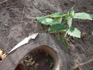 post-19646-0-21344600-1406452139_thumb.j