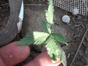 post-19646-0-22614400-1406452525_thumb.j