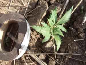 post-19646-0-27533400-1406452660_thumb.j