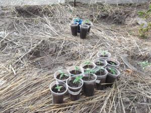 post-19646-0-44749700-1406453402_thumb.j