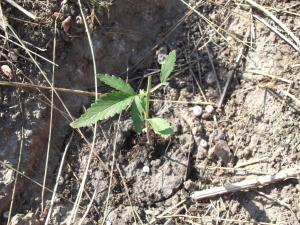 post-19646-0-84467400-1406364394_thumb.j