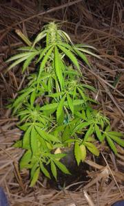 post-21701-0-19749400-1406750077_thumb.j