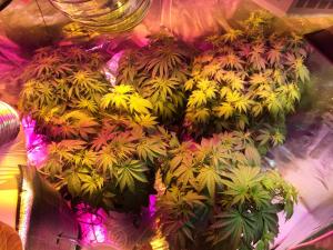 post-24332-0-25587700-1406038460_thumb.j