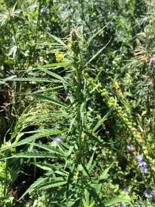 post-24332-0-40896800-1405711883_thumb.j