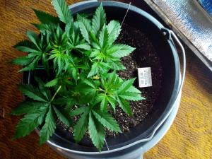 post-25705-0-70806800-1404340282_thumb.j