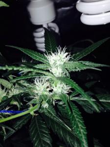 post-30440-0-66060300-1404507565_thumb.j