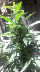 post-4287-0-11897100-1405429703_thumb.jp