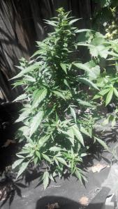 post-4287-0-20731700-1405427040_thumb.jp