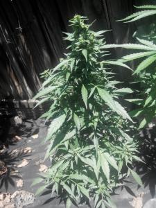 post-4287-0-81098800-1406024764_thumb.jp