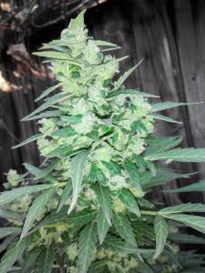 post-4287-0-96763800-1406736536_thumb.jp