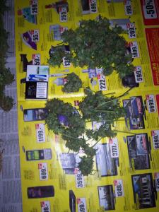 post-6967-0-89337200-1406791708_thumb.jp