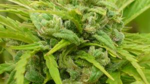 post-8470-0-04887200-1404464822_thumb.jp