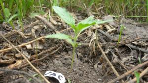 post-8470-0-32678800-1404462955_thumb.jp