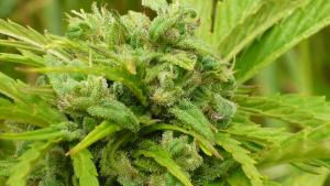 post-8470-0-39626400-1404464816_thumb.jp