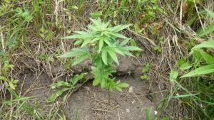 post-8470-0-46673400-1404464231_thumb.jp