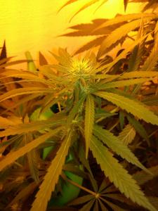 post-12954-0-19694500-1437454821_thumb.j