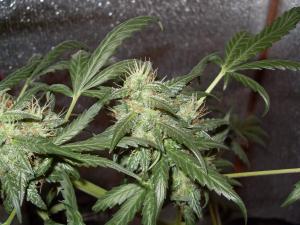 post-14271-0-89959000-1435928588_thumb.j