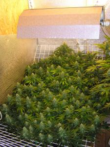 post-25110-0-11256100-1436292379_thumb.j