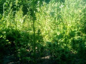 post-30990-0-53752000-1436358022_thumb.j