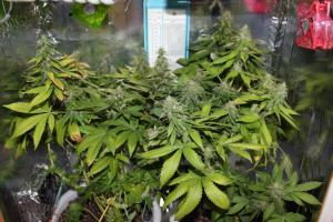 post-39836-0-00133500-1437422723_thumb.j