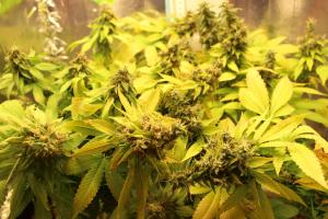 post-39836-0-03419800-1437423070_thumb.j