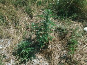 post-41907-0-09918600-1436191715_thumb.j