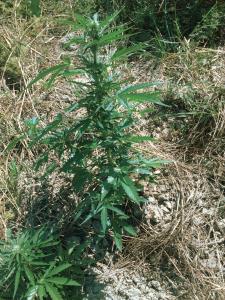 post-41907-0-11106600-1436191568_thumb.j